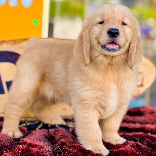 Chó Golden Retriever đực thuần chủng đứng trên thảm đỏ, lông vàng óng, ánh mắt thông minh
