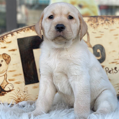 Chó Labrador vàng con ngồi trước bảng hiệu