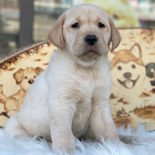 Chó Labrador vàng con thuần chủng 2 tháng tuổi