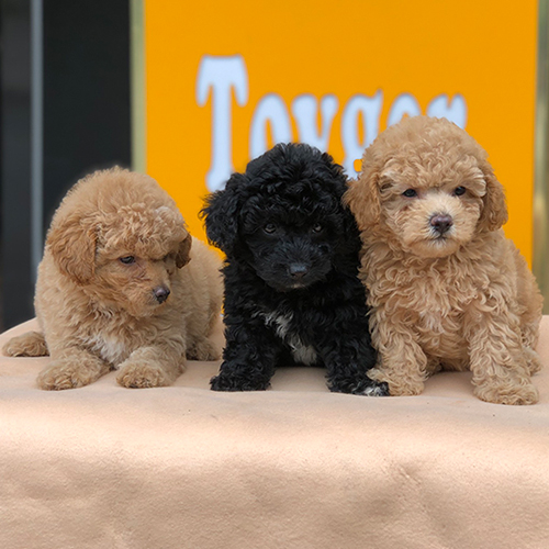 Ba chú chó Poodle con với ba màu lông khác nhau ngồi trên tấm vải mềm.