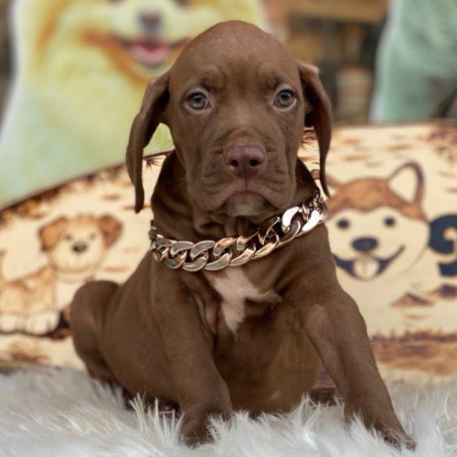 Chó Pitbull con màu nâu đeo vòng cổ vàng trên nền thảm trắng.