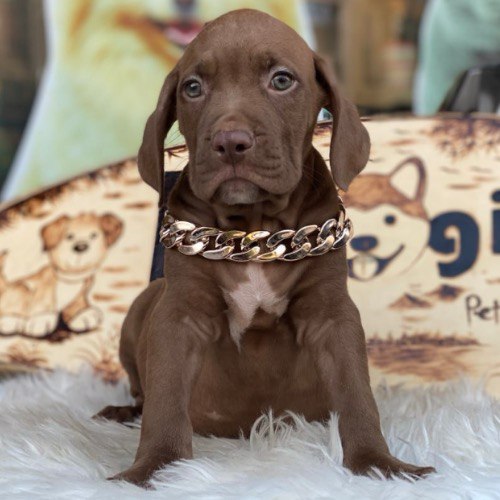Chó Pitbull con đeo vòng cổ kim loại, giống chó chọi nổi tiếng với vẻ ngoài cơ bắp.