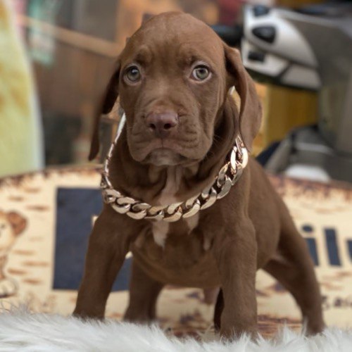 Chó Pitbull con lông nâu đất, đeo dây xích vàng, đứng trên thảm lông trắng.