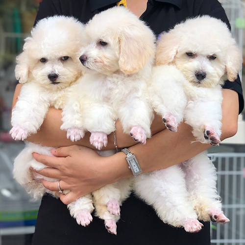 Ba chú chó Poodle trắng đáng yêu được bế trên tay, bộ lông mềm mại và sáng bóng.
