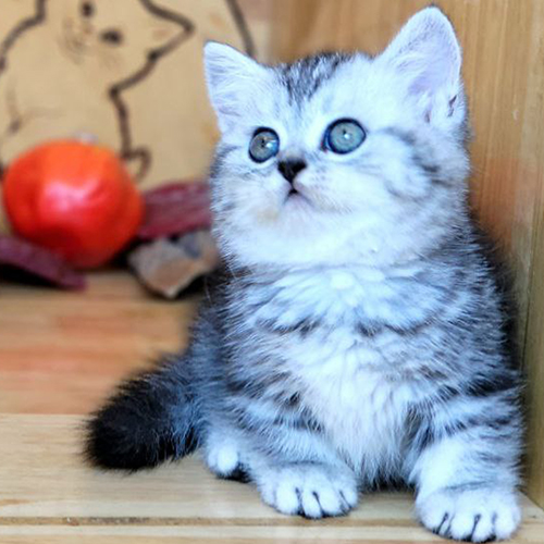 Mèo Munchkin chân ngắn Silver Tabby Classic thuần chủng đáng yêu.