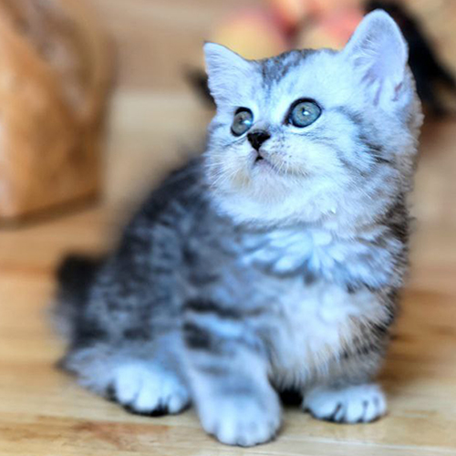 Mèo Munchkin chân ngắn Silver Tabby Classic đáng yêu