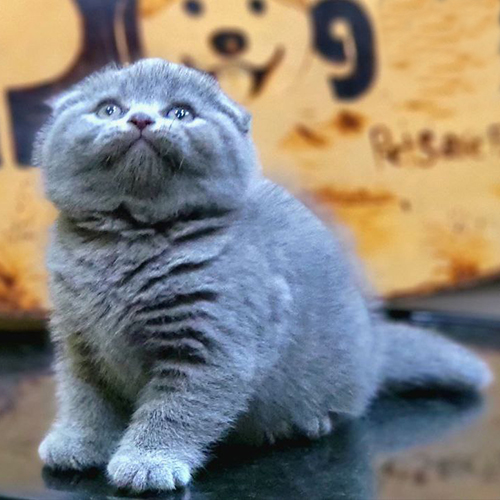 Mèo Anh chân ngắn tai cụp lông xám ngồi nghiêng đáng yêu