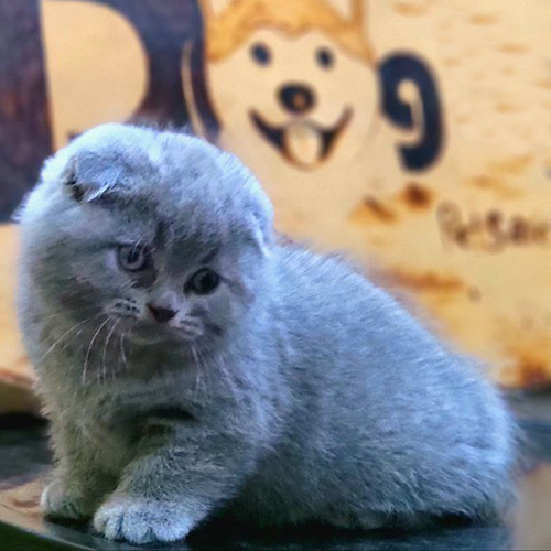 Mèo Munchkin Scottish chân ngắn tai cụp màu xám xanh đáng yêu
