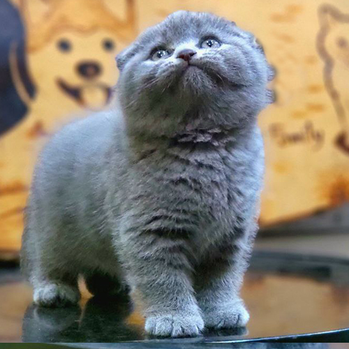 Mèo Anh lông ngắn tai cụp chân ngắn màu xám xanh mũm mĩm