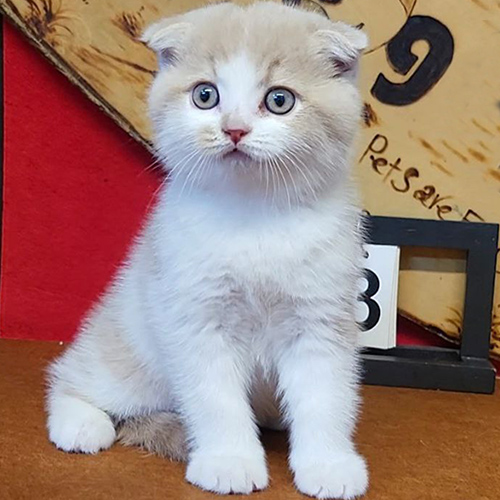 Mèo Scottish Fold tai cụp màu hồng phấn bicolor cream đáng yêu