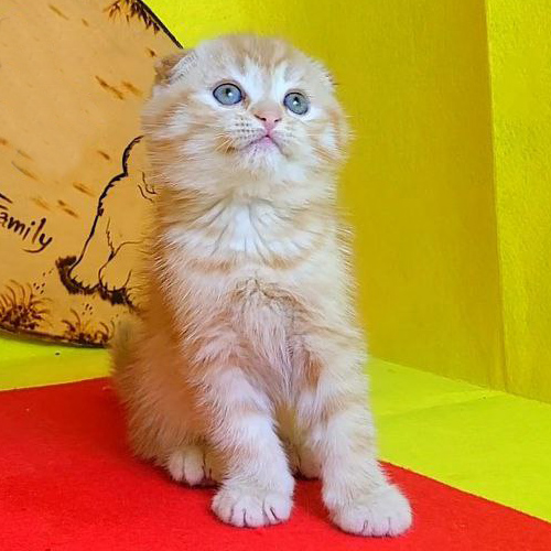 Mèo Scottish tai cụp màu red tabby với đôi mắt xanh đáng yêu