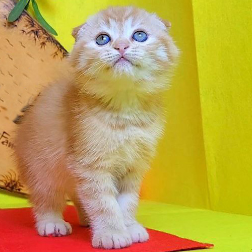 Mèo Scottish Fold tai cụp màu red tabby mắt xanh long lanh
