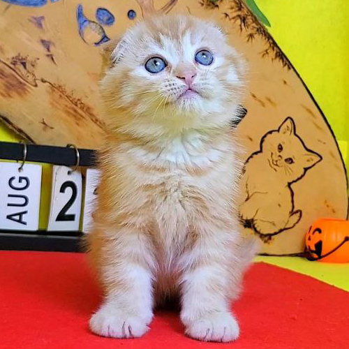 Mèo tai cụp thuần chủng màu red tabby với mắt xanh sáng