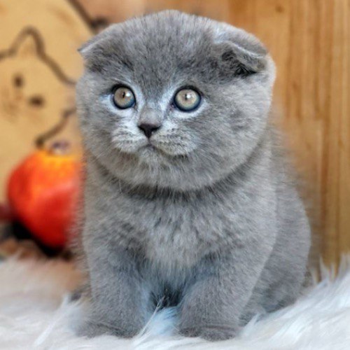 Mèo tai cụp Scottish Fold xám dễ thương với đôi mắt tròn biểu cảm.
