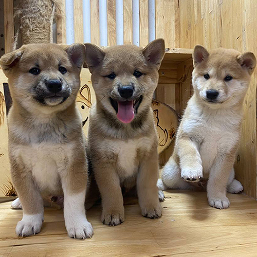 Ba chó Shiba Inu con thuần chủng màu đỏ gỉ từ Nhật Bản
