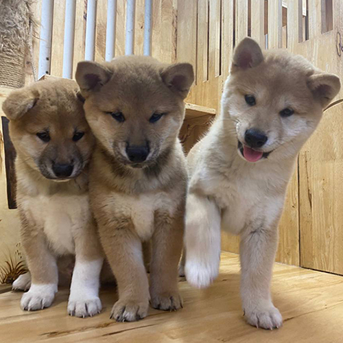 Đàn chó Shiba Inu thuần chủng dễ thương tại Chomeocanh.com