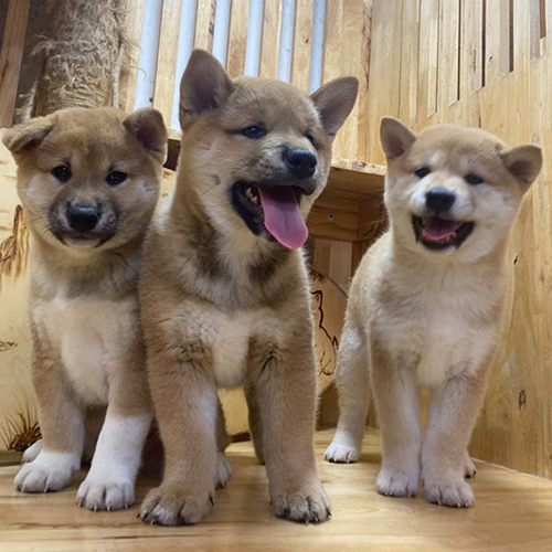Ba chú chó Shiba Inu con đáng yêu và lanh lợi