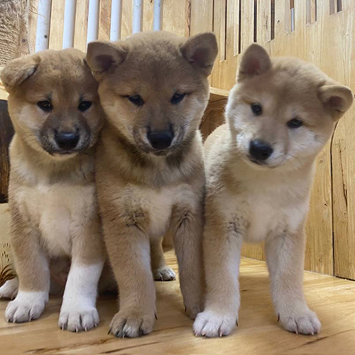 Ba chú chó Shiba Inu con dễ thương trong chuồng gỗ