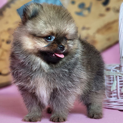 Chó Phốc Sóc màu sable đáng yêu, lông dày