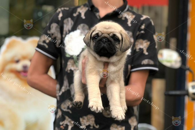 Bệnh thường gặp ở chó Pug
