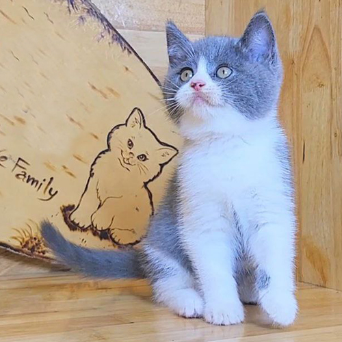 Mèo Anh lông ngắn bicolor xám trắng ngồi trên nền gỗ