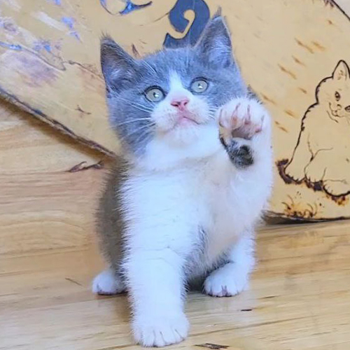 Mèo Anh lông ngắn bicolor xám trắng giơ chân như đang chào