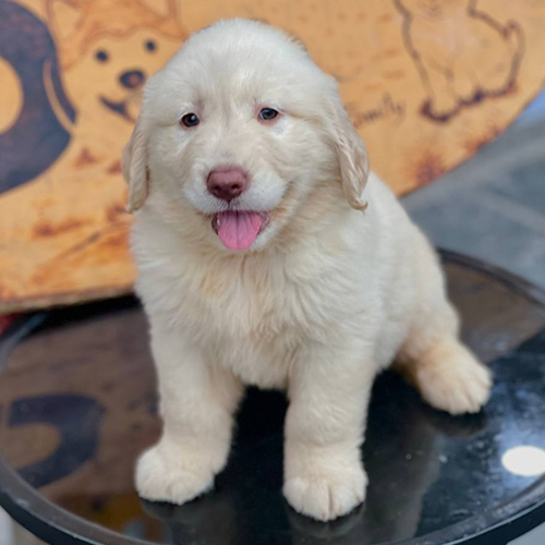 Chó Golden Retriever 3 tháng tuổi lông trắng kem ngồi trên ghế tròn