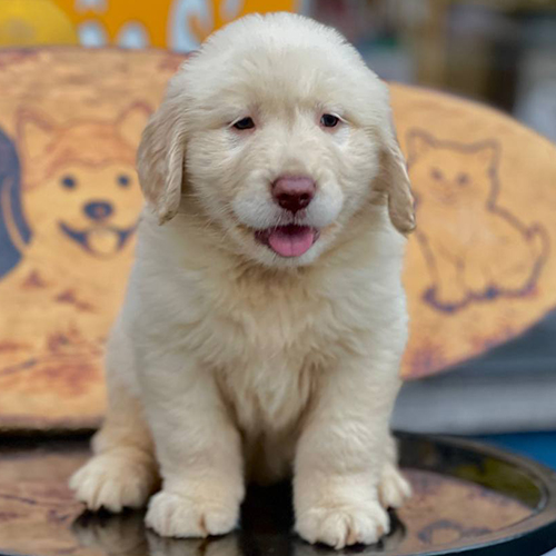 Chó Golden Retriever con lông trắng kem ngồi nghiêm túc, dáng cân đối