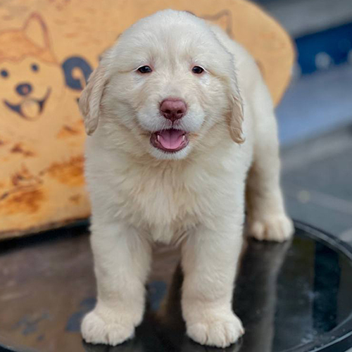 Chó Golden Retriever con lông vàng nhạt đứng nhìn camera dễ thương