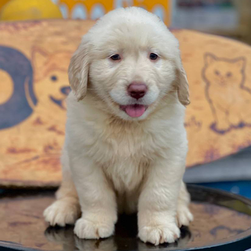 Chó Golden Retriever con lông trắng kem ngồi trên mặt bàn