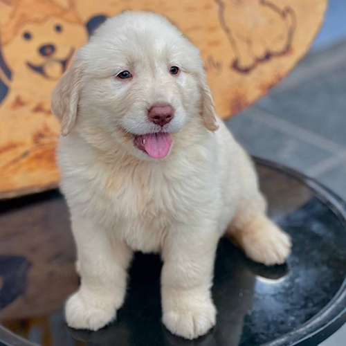 Chó Golden Retriever kem ngồi trên bàn, nhìn camera vui vẻ