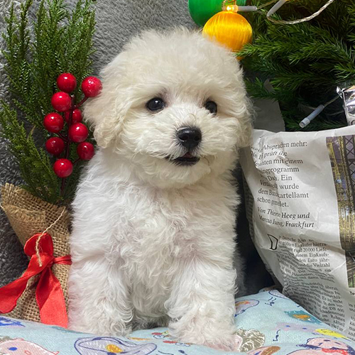 Chó Poodle màu kem đáng yêu với bộ lông bông mềm mượt.
