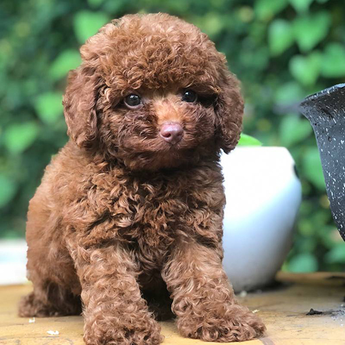 Chó Toy Poodle lông nâu đỏ xoăn, ngồi trên nền gỗ, ánh mắt tròn xoe đáng yêu.