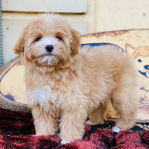 Chó Poodle lông vàng mơ mềm mịn, dáng đứng đáng yêu.