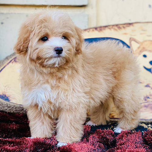 Chó Poodle lông vàng kem bông xù đứng trên thảm.