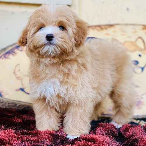 Chó Poodle lông vàng kem dễ thương, cần chăm sóc lông đúng cách để tránh viêm da