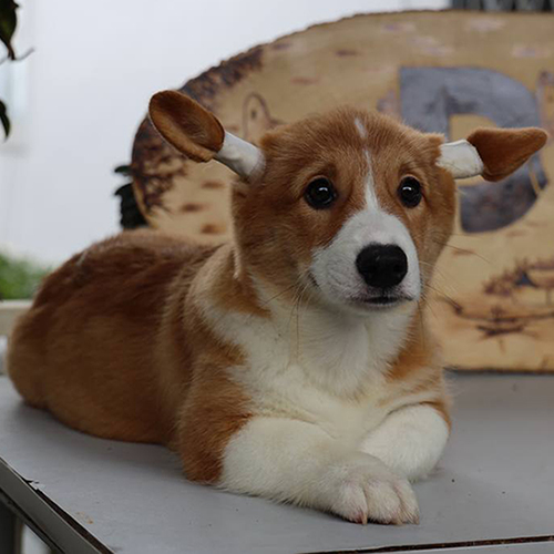 Chó Corgi có giấy VKA tại Chomeocanh.com.
