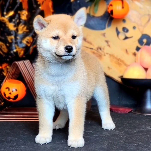 Chó Shiba Inu con thuần chủng màu vàng nhạt, dáng đứng chuẩn, giá bán từ 20 đến 120 triệu đồng