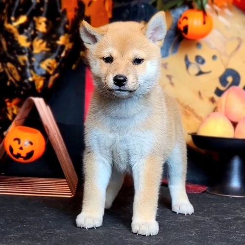 Chó Shiba Inu con đứng cạnh đồ trang trí Halloween