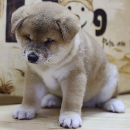 Chó Shiba Inu con lông nâu nhạt ngồi trong nhà