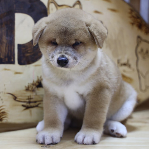 Chó Shiba Inu con thuần chủng với biểu cảm lườm hài hước, ngồi trong không gian trại giống Chomeocanh.com