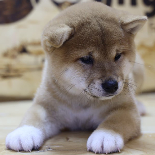 Chó Shiba Inu con thuần chủng vóc dáng nhỏ gọn, lông dày, tai vểnh