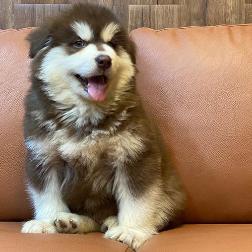 Chó Alaska ngồi trên ghế da trong phòng điều hòa