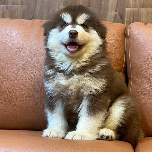 Chó Alaska nâu đỏ đực ngồi ghế sofa, mặt tươi cười