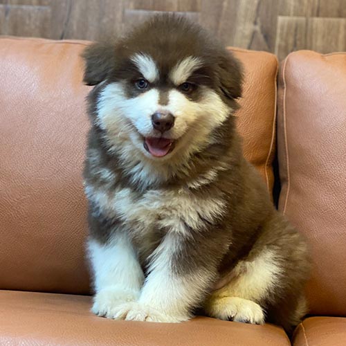 Chó Alaska nâu đỏ thuần chủng của Chomeocanh.com