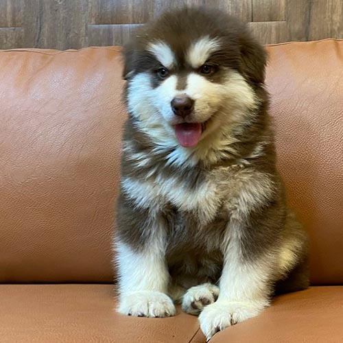 Chó Alaska nâu đỏ đang ngồi ghế, lông dày mềm mượt