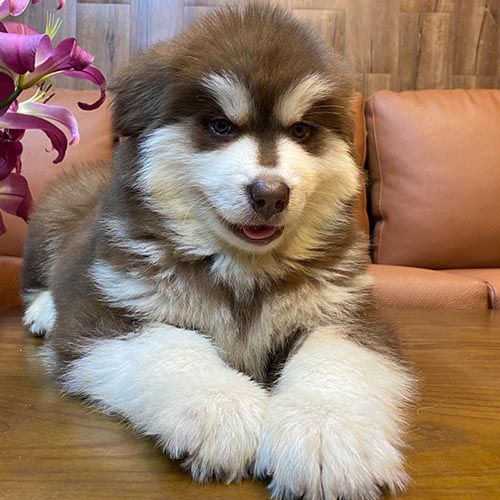 Chó Alaska con lông nâu trắng dày mượt nằm trên bàn