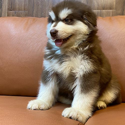 Chó Alaska con màu nâu ngồi trên ghế da
