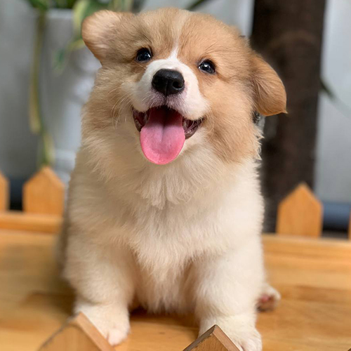 Chó Corgi lông dài dễ thương với nụ cười tươi tại Chomeocanh.com.