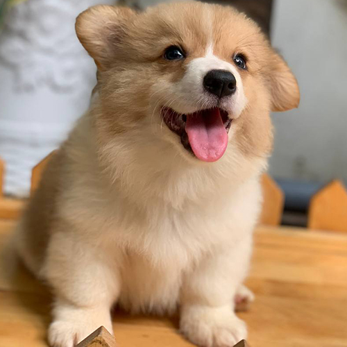 Chó Corgi fluffy mập mạp với bộ lông dài dễ thương.